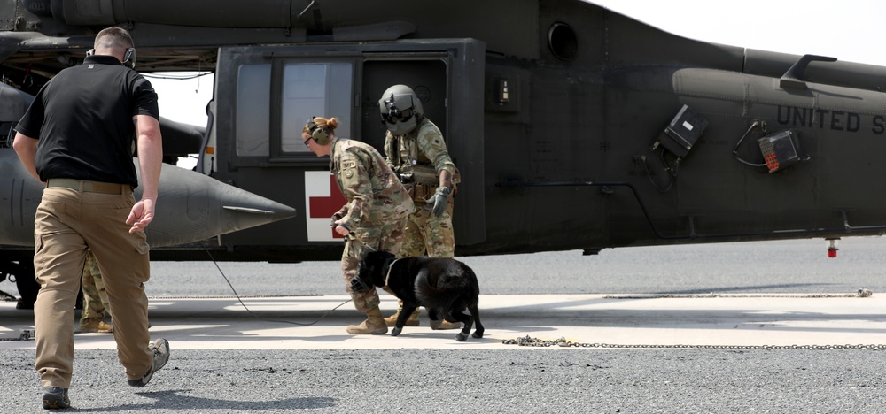 Military Police conduct K9 hot/cold load training at Camp Buehring