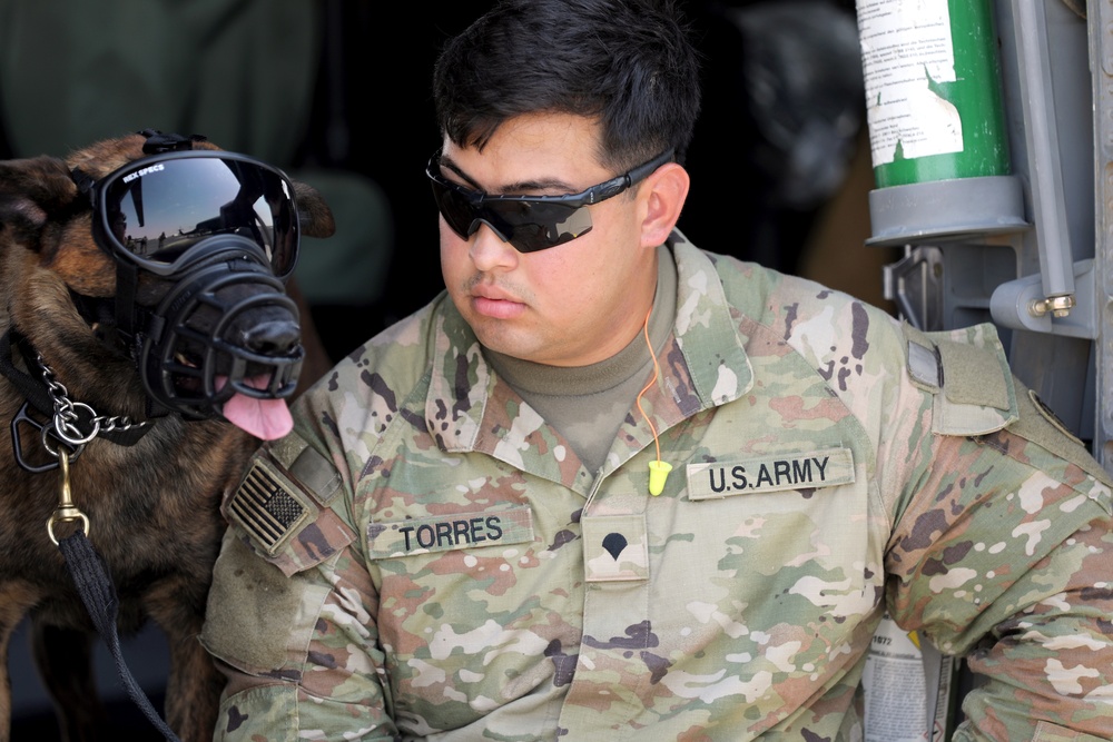 Military Police conduct K9 hot/cold load training at Camp Buehring