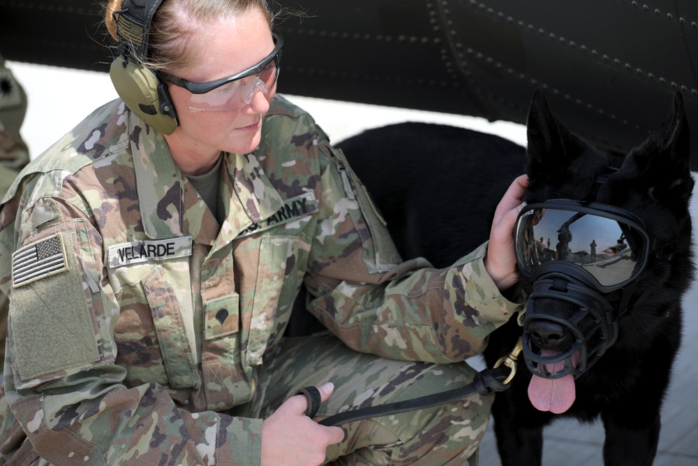 Military Police conduct K9 hot/cold load training at Camp Buehring