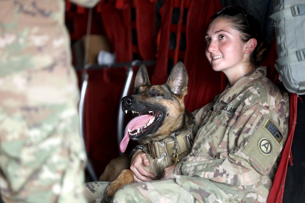 DVIDS - Images - Military Working Dogs get their portraits taken after ...