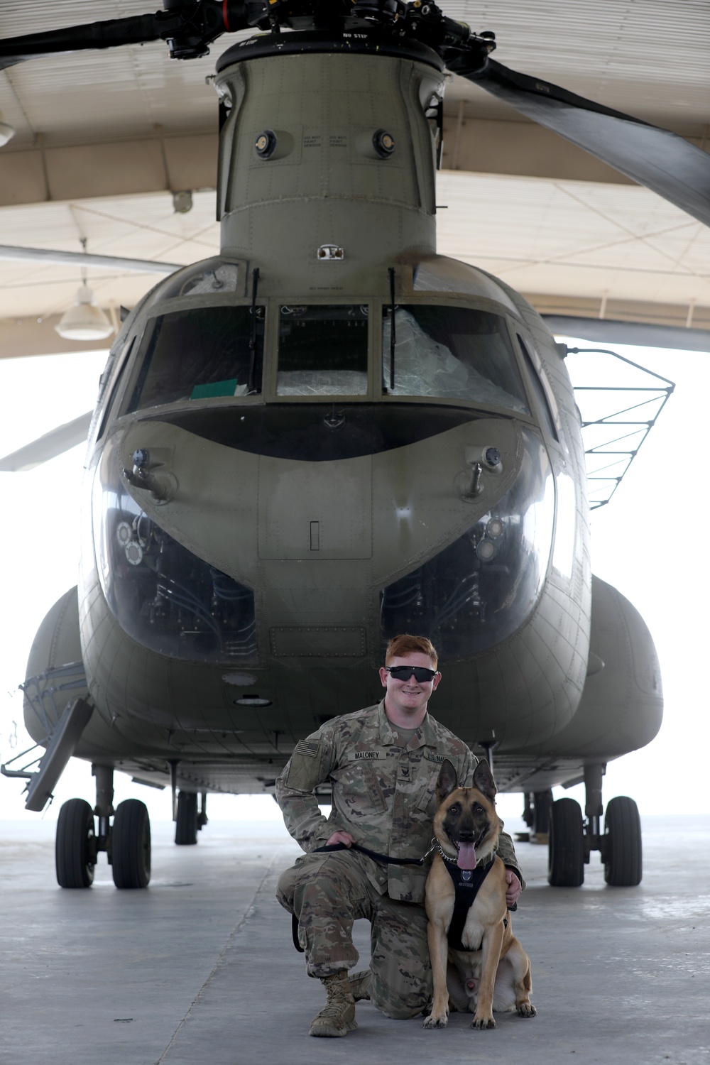 Military Working Dogs get their portraits taken after training at Camp Buehring