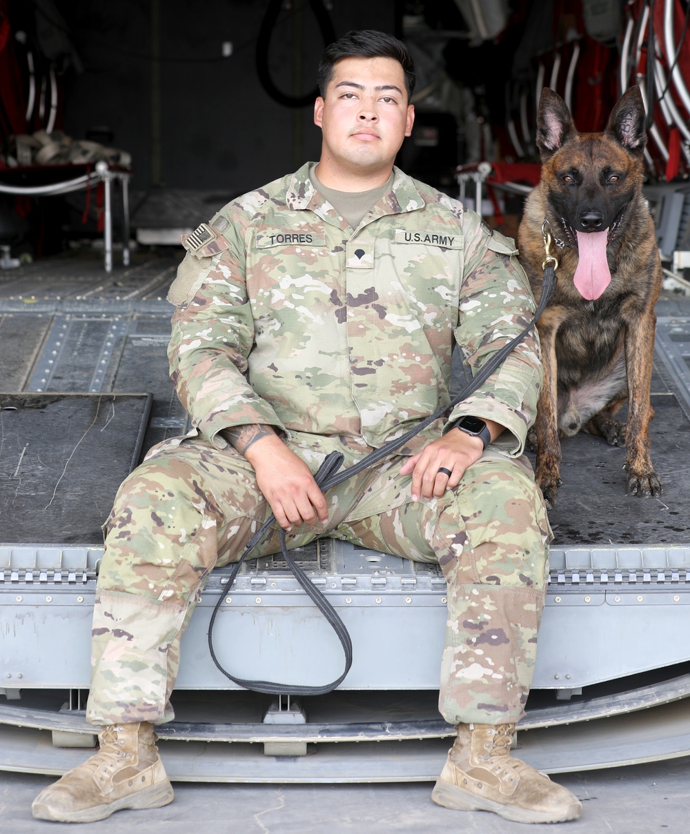 Military Working Dogs get their portraits taken after training at Camp Buehring