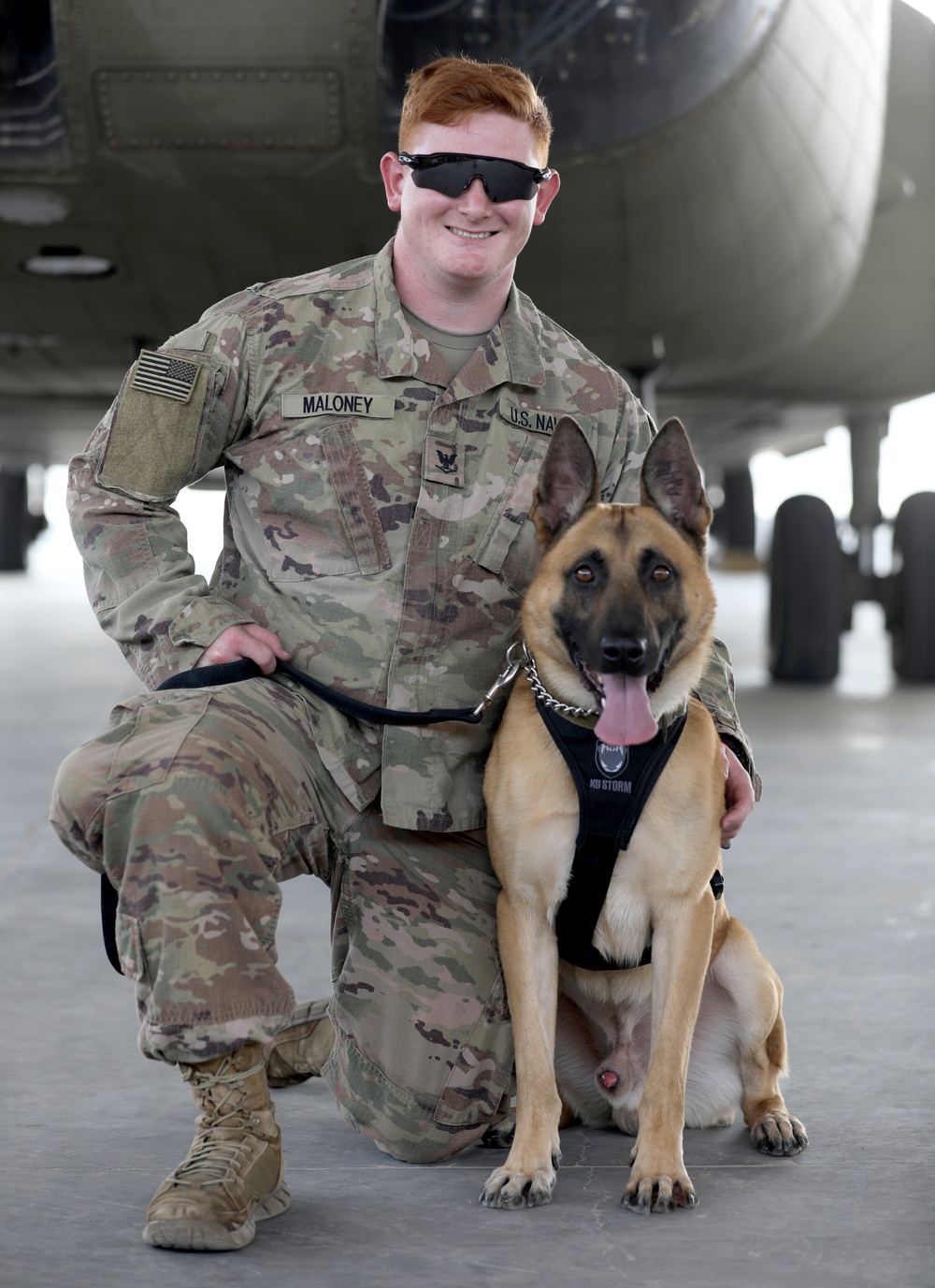 DVIDS - Images - Military Working Dogs get their portraits taken after ...