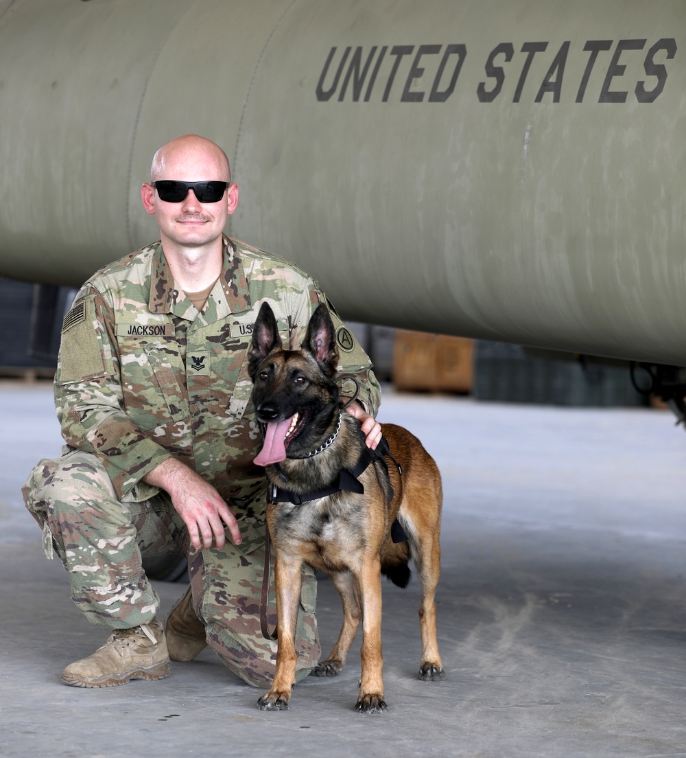 Military Working Dogs get their portraits taken after training at Camp Buehring