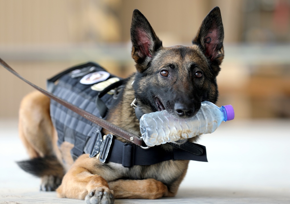 Military Working Dogs get their portraits taken after training at Camp Buehring