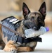 Military Working Dogs get their portraits taken after training at Camp Buehring