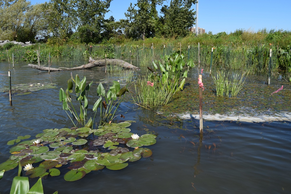 Unity Island Beneficial Use of Dredged Material