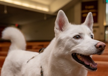 Chapel dog helps connect, comfort people