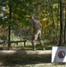 Michigan Soldiers compete in Best Warrior Competition