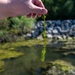 Mosquito Creek Lake to combat invasive aquatic species