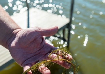 Mosquito Creek Lake to combat invasive aquatic species