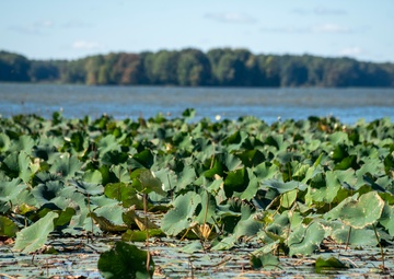 Mosquito Creek Lake to combat invasive aquatic species