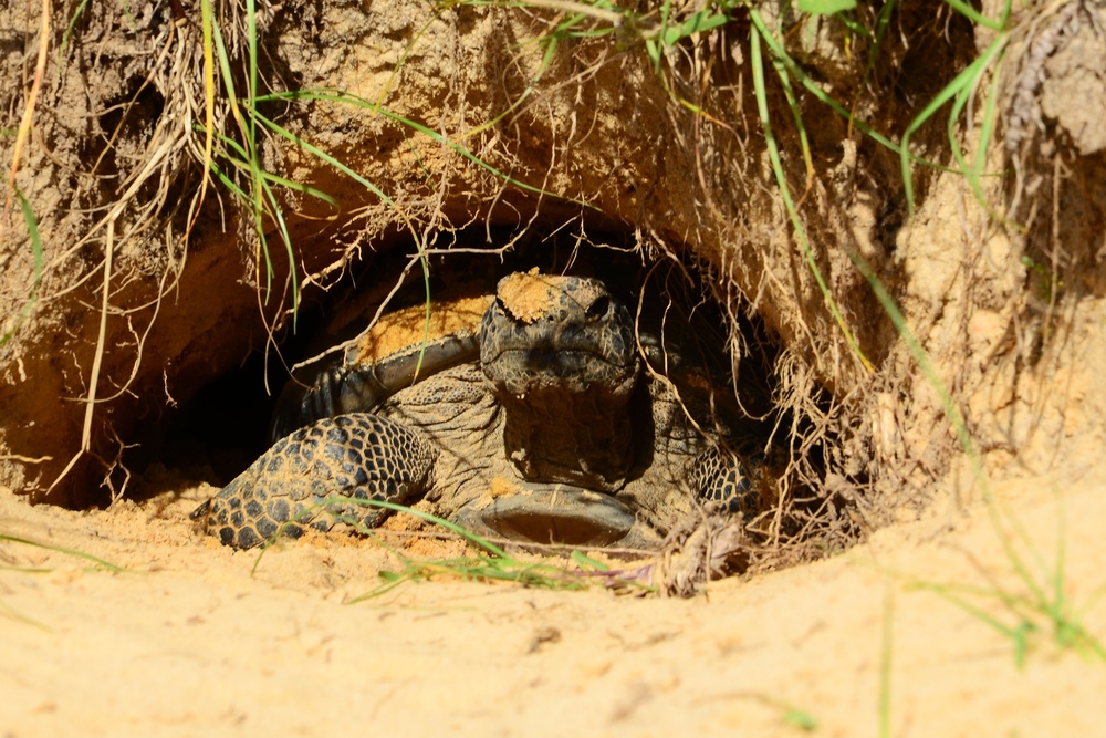 NAS Pensacola Home to Gopher Tortoise Population