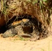 NAS Pensacola Home to Gopher Tortoise Population