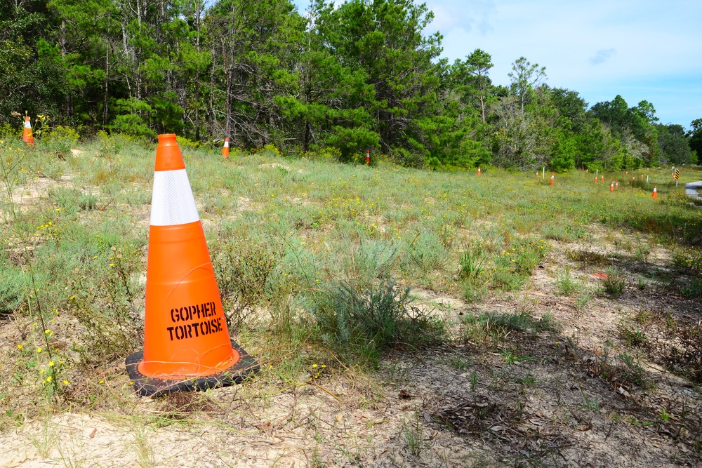 NAS Pensacola Home to Gopher Tortoise Population