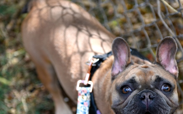 A Pet With a Purpose