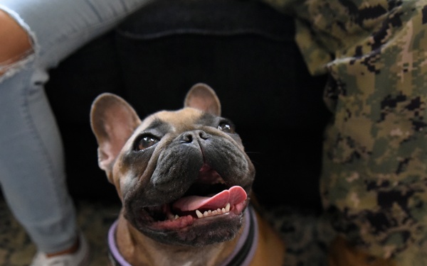 A Pet With a Purpose