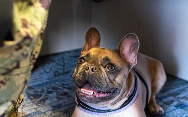 A Pet With a Purpose