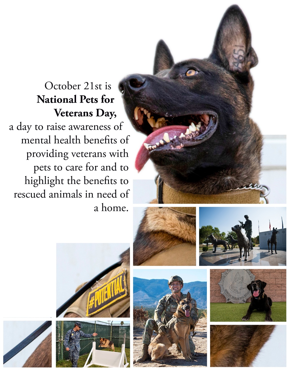 National Pets for Veterans Day Graphic