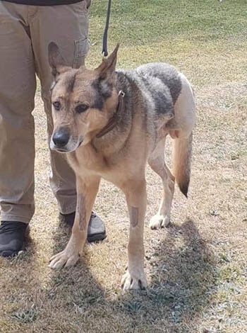 How DHA Plans to Boost Battlefield Care for Military Working Dogs