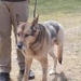 How DHA Plans to Boost Battlefield Care for Military Working Dogs