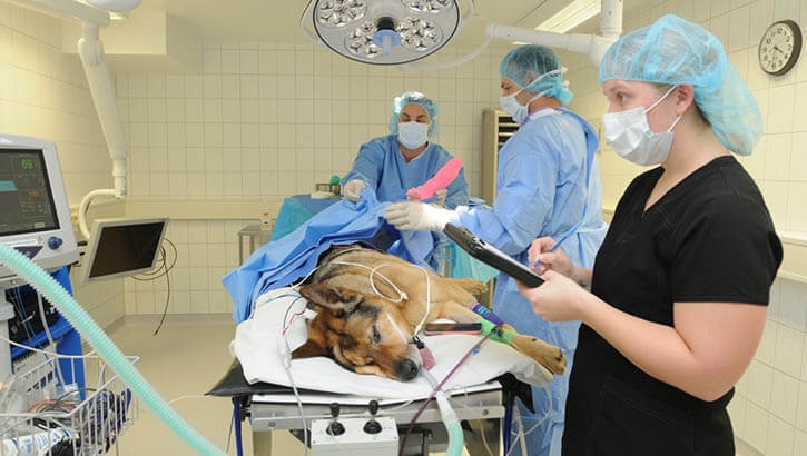 How DHA Plans to Boost Battlefield Care for Military Working Dogs