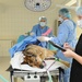 How DHA Plans to Boost Battlefield Care for Military Working Dogs