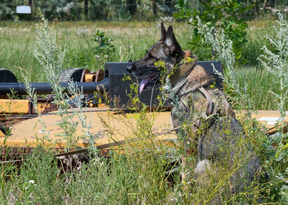 Military Working Dog Certification