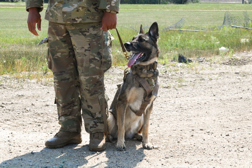 Military Working Dog Certification