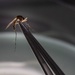 First-Ever Malaria Vaccine Has Roots in Army Medical Research