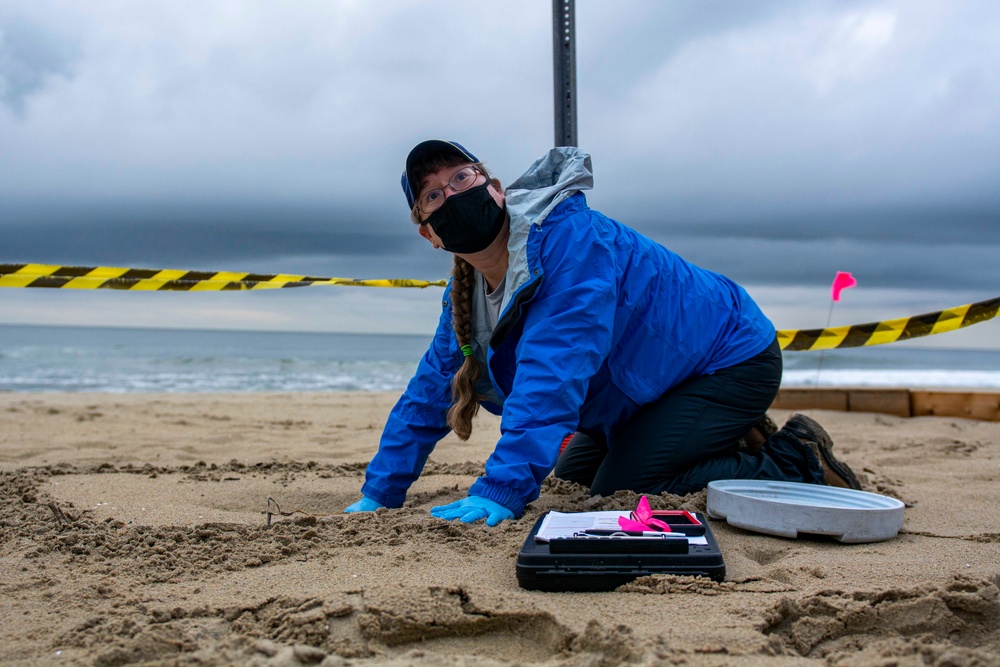 Sea turtle nest excavation on Dam Neck Annex Beach