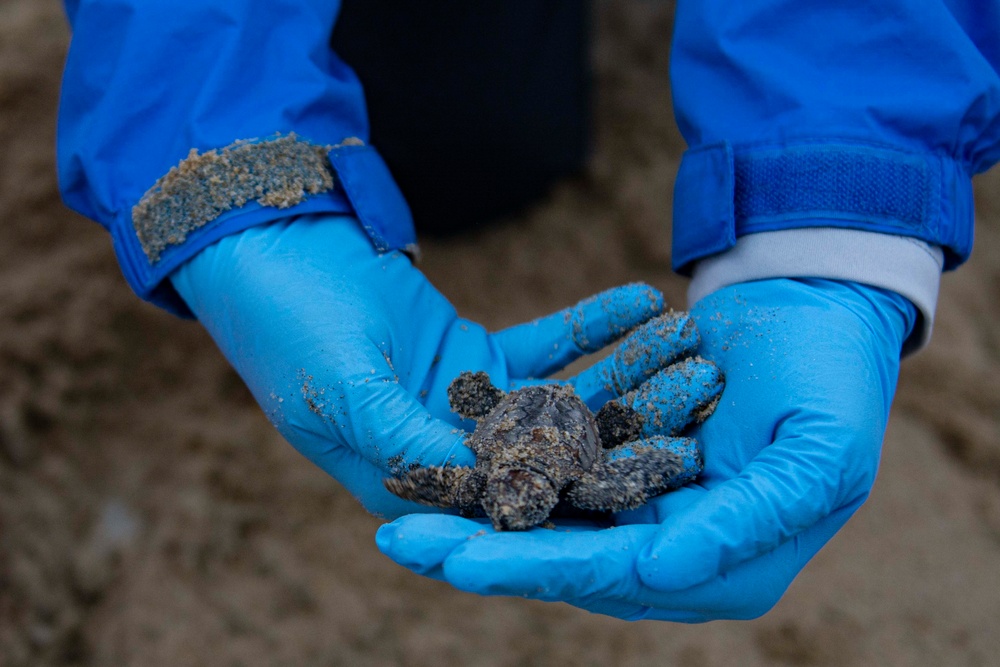 Sea turtle nest excavation on Dam Neck Annex Beach