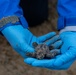 Sea turtle nest excavation on Dam Neck Annex Beach