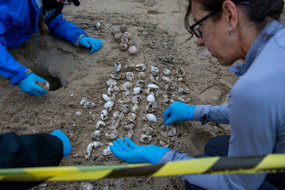 Sea turtle nest excavation on Dam Neck Annex Beach