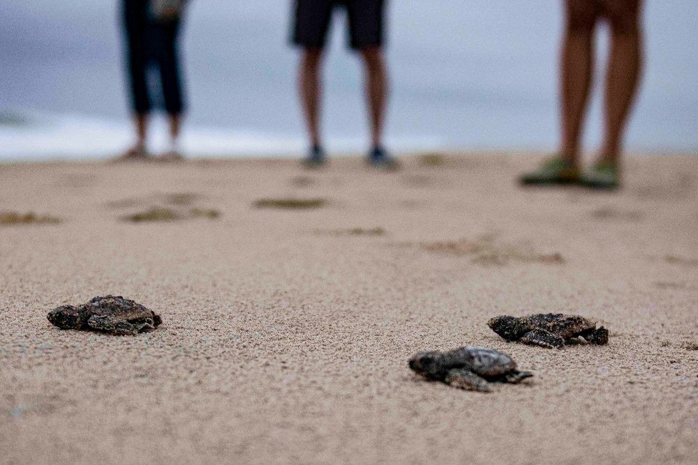 Sea turtle nest excavation on Dam Neck Annex Beach