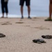 Sea turtle nest excavation on Dam Neck Annex Beach