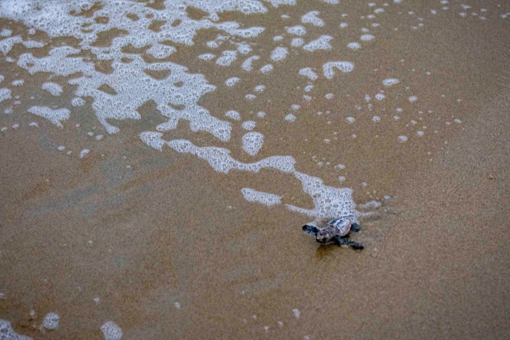 Sea turtle nest excavation on Dam Neck Annex Beach