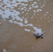 Sea turtle nest excavation on Dam Neck Annex Beach