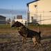 319th Security Forces Squadron working dogs train to protect mission