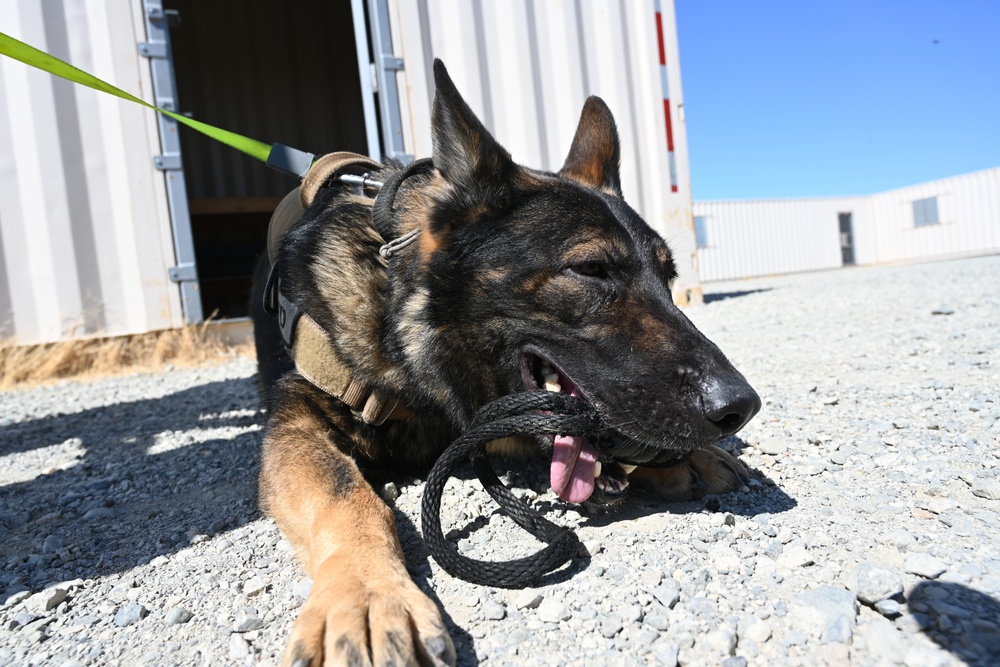 MWD Training