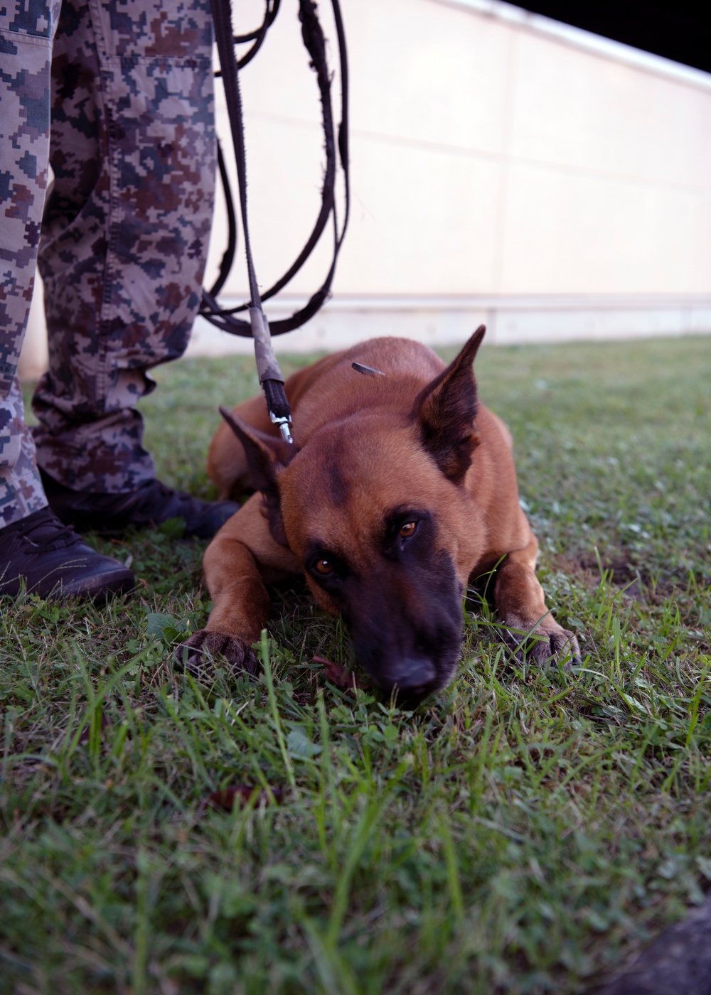 374th SFS military working dog section trains JASDF