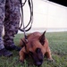 374th SFS military working dog section trains JASDF