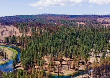 Southern Oregon forest after wildfire