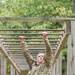 2nd Brigade Army ROTC Ranger Challenge obstacle course event