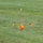 A pumpkin has been smashed or dropped onto a grassy lawn, captured at the moment of or just after impact. Orange fragments and pulp are visibly scattered outward in multiple directions from the central impact point. A dark soil disturbance is visible at the point of impact, indicating significant force.