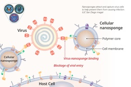 Putting SARS-COV-2 in a Bind