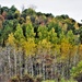 2021 Fall Colors at Fort McCoy training areas