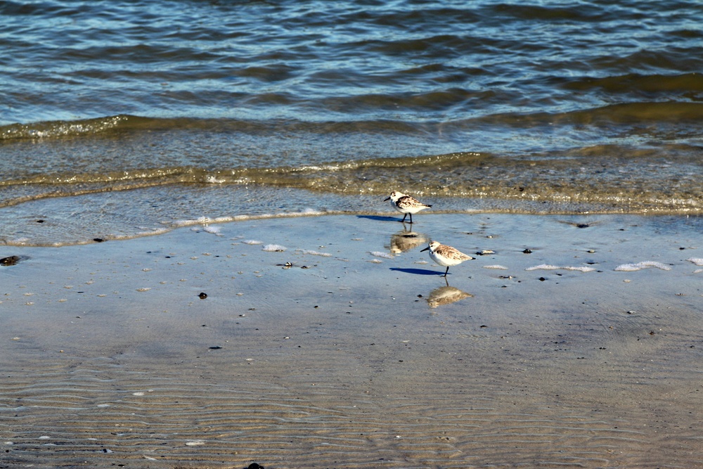 Restoring Crab Bank