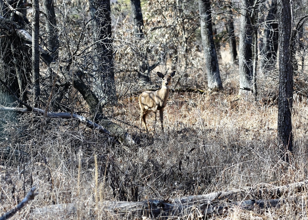 2021 gun-deer hunt set for Nov. 20-28 at Fort McCoy