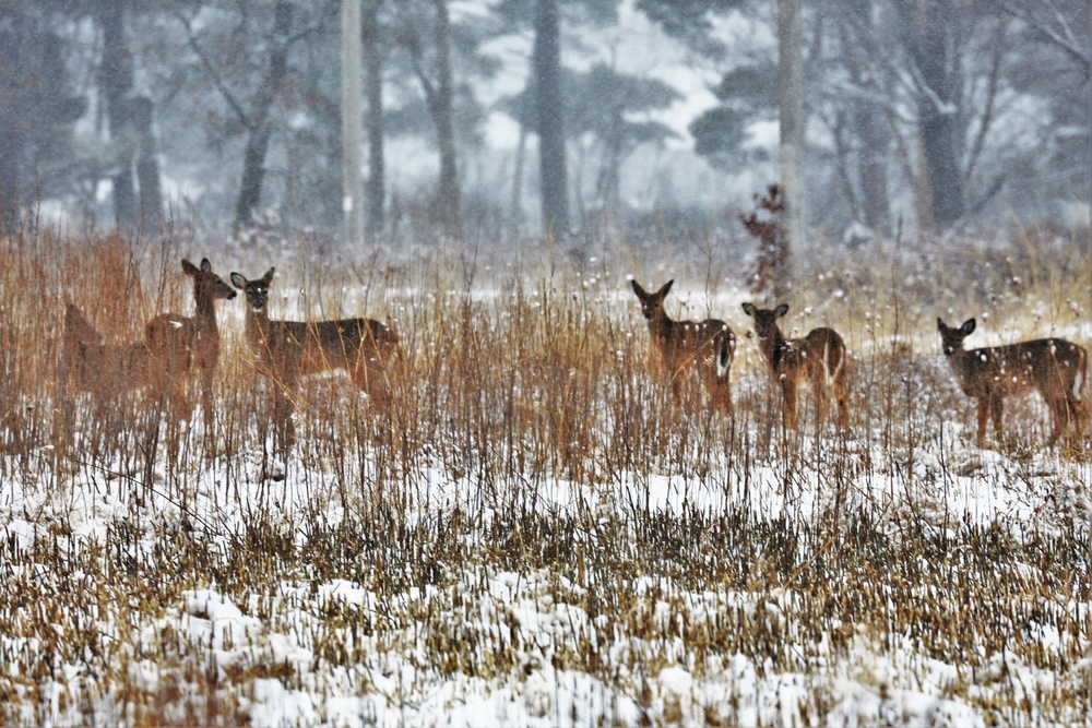 2021 gun-deer hunt set for Nov. 20-28 at Fort McCoy